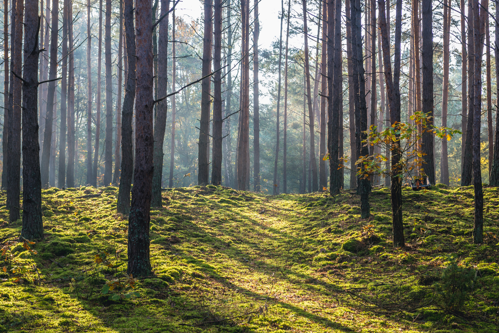 Na Jakiej Nizinie Leży Kampinoski Park Narodowy Warte odwiedzenia... Kampinowski Park Narodowy - Portal rolniczy