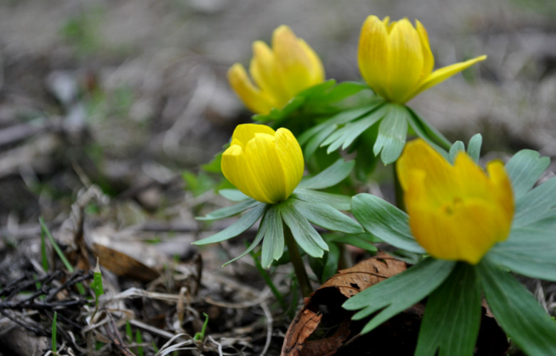 Wiosenne Kwiaty Jakie Wybrac Kalendarzrolnikow Pl