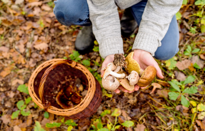 Zbieranie grzybów - jak rozpoznać te jadalne? | KalendarzRolnikow.pl