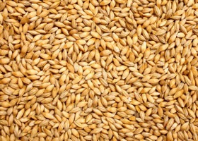 Nowe odmiany zbóż jarych w Krajowym Rejestrze