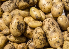 Jaką odmianę ziemniaka uprawiać?