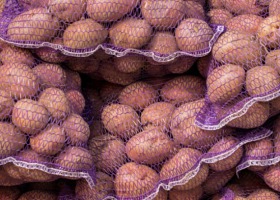 5 nowych odmian ziemniaka w Krajowym Rejestrze