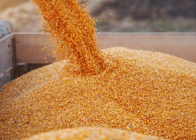 Kukurydza – nowy produkt na Giełdowym Rynku Rolnym