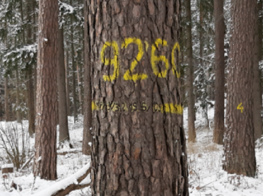 Kreski, litery i liczby na drzewach - co oznaczają?