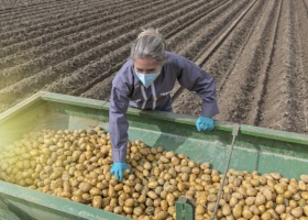 DIR: co ze wsparciem dla producentów ziemniaków?