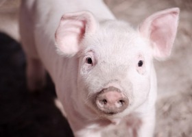 Wysokie pogłowie świń w Polsce