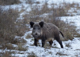 Zatrzęsienie przypadków ASF w zachodniej Polsce