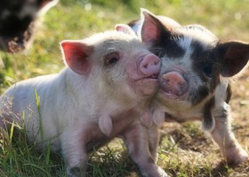 Niezwykłe świnie - przegląd ras