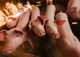 KRIR wnioskuje w sprawie wyrównania dochodów dla producentów świń ze stref ASF