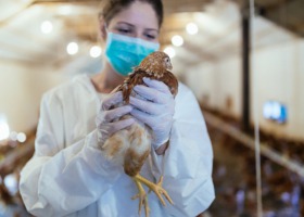 MRiRW o przenoszeniu się wirusa ptasiej grypy na człowieka