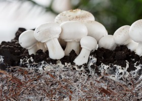 Uprawa grzybów? Tak - własna i ekologiczna