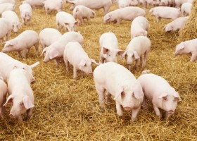 Genetyka i dobrostan a jakość wieprzowiny