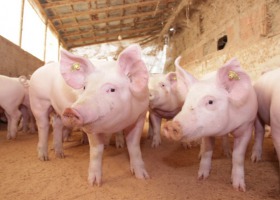 Rosną ceny żywca, rosną ceny produkcji świń