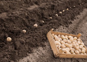 Parametry bulw ziemniaka a kierunek produkcji