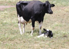 Ketoza u bydła – zapobieganie i leczenie