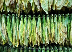Ważna informacja dla producentów surowca tytoniowego