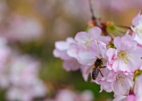Pszczelarze apelują przeciwko wycince drzew miododajnych