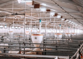 Dramatycznie pogłębia się trend likwidacji hodowli świń w Polsce