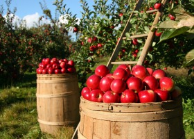 Pracownicy sezonowi na 2021 – czy pandemia COVID-19 w tym roku pokrzyżuje zbiory jabłek?
