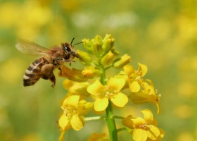 Stosowanie ŚOR a ochrona pszczół