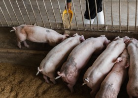 Nowe przepisy unijne wpłyną na zmniejszenie gospodarstw utrzymujących świnie?