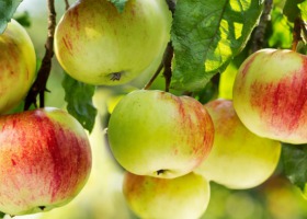 Prognoza dla zbiorów owoców na 2021 – czy kapryśna wiosna zagraża uprawom w krajach UE?