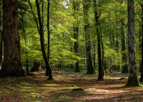 Wkrótce wsparcie dla właścicieli lasów prywatnych