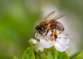 Pszczelarze mogą pytać rolników o planowane zabiegi