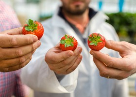 Jak odróżnić truskawki polskie od importowanych?