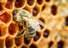 Dziś Światowy Dzień Pszczół