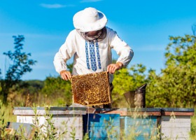 Będzie pomoc dla pszczelarzy i rolników po klęskach żywiołowych