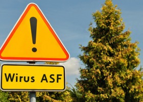 "Sezon ASF" - o czym powinni pamiętać rolnicy?