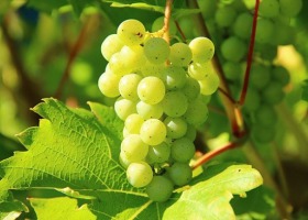 Choroby winorośli - jak rozpoznawać i zwalczać?