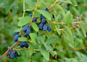 Polscy plantatorzy stawiają na jagodę kamczacką