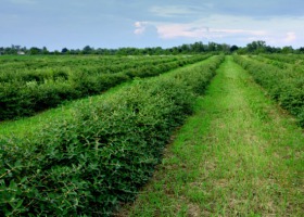 Producenci zapraszają na plantacje jagody kamczackiej