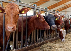 KZPPTCh o działaniach redukujących emisję amoniaku