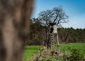 Rolnicy apelują o odstrzał dzików