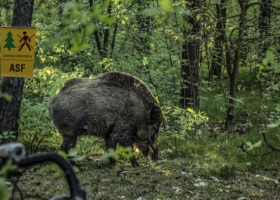 Nowe ogniska ASF - pierwsze w Małopolsce