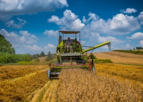 Jakie ceny na krajowym rynku zbóż?