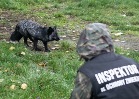 Sprawa zagłodzonych lisów spod Krotoszyna – jest akt oskarżenia