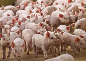 Wzrosty cen skupu świń w strefie wolnej od ASF