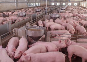 ASF: rusza Program wsparcia gospodarstw utrzymujących świnie