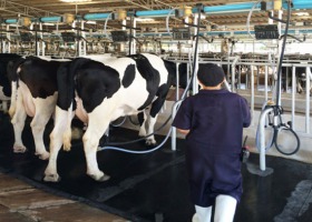 Wsparcie dla poszkodowanych producentów mleka i dla rolników posiadających niewpłaconą część udziałów w spółdzielniach