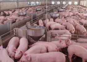 Ile świń hodujemy w Polsce?
