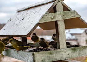 Dokarmianie ptaków zimą - co warto wiedzieć?