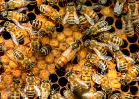 Co zabija pszczoły? Czy owady te wyginą całkowicie?