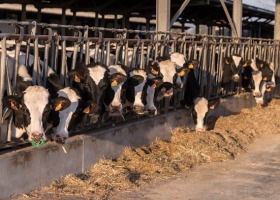 Jak poprawić płodność krów mięsnych w stadzie – praktyczne porady specjalistów