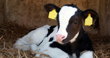 Organizacja pojenia i odsadzania cieląt