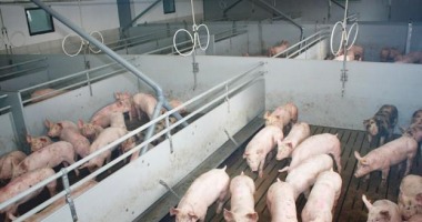 Co należy wiedzieć o chorobie Aujeszky’ego u świń?