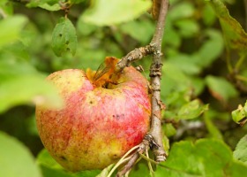 Owocówka jabłkóweczka - jak z nią walczyć?
